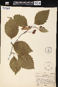 Alnus sinuata image