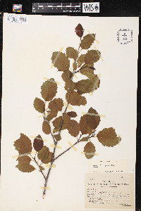 Alnus incana subsp. tenuifolia image