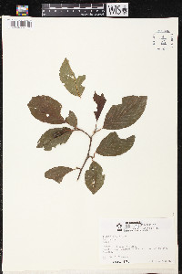 Alnus glabrata image