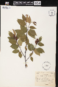 Betula alleghaniensis image