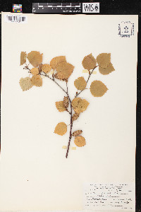 Betula occidentalis image