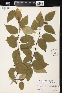 Betula lenta image