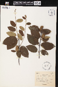 Betula lenta image