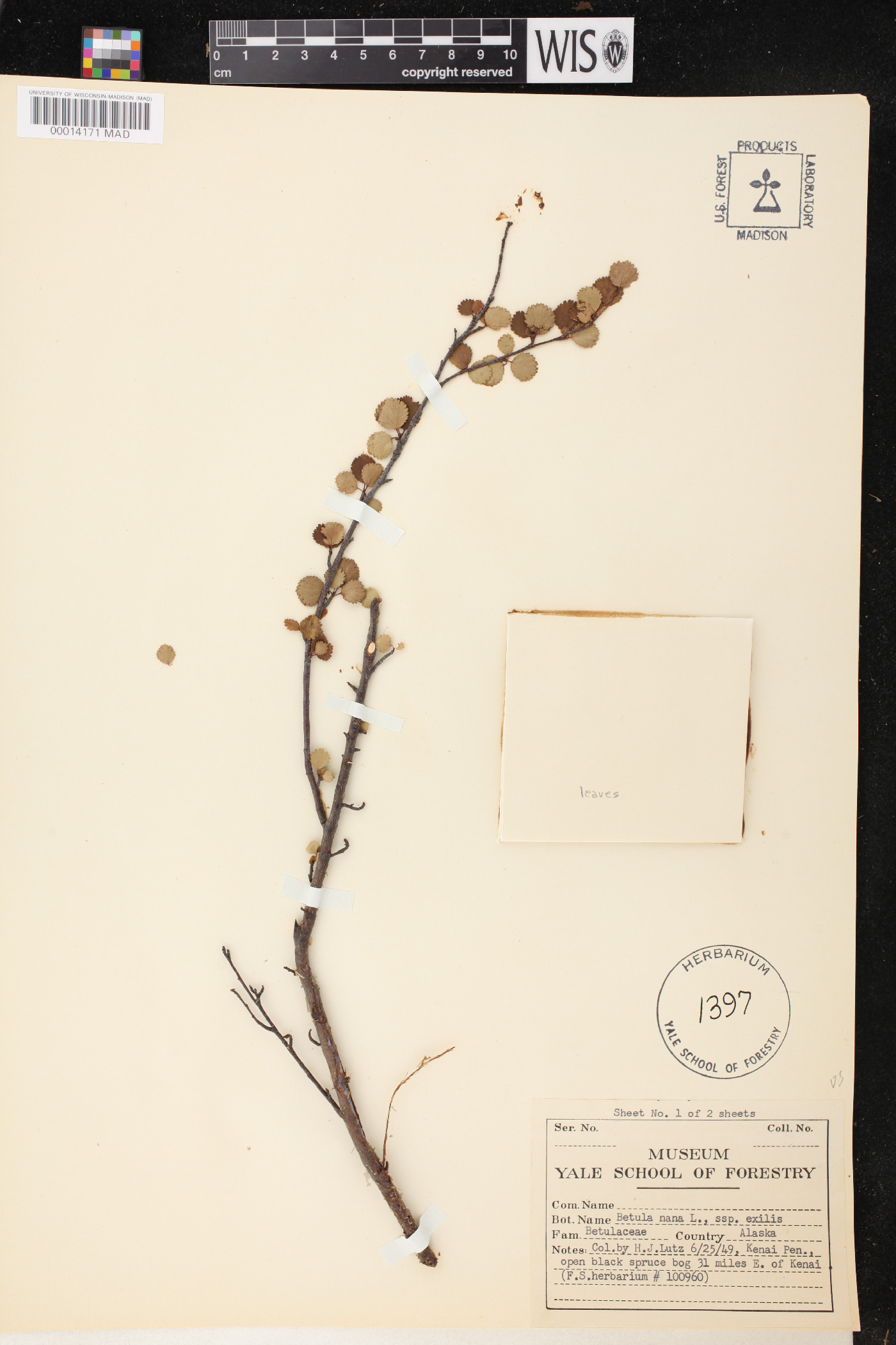 Betula nana subsp. exilis image