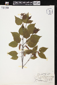 Betula occidentalis image