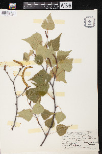 Betula populifolia image