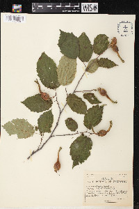 Corylus rostrata image