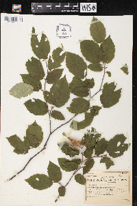 Corylus rostrata image