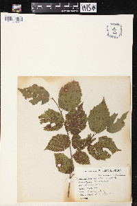 Corylus rostrata image