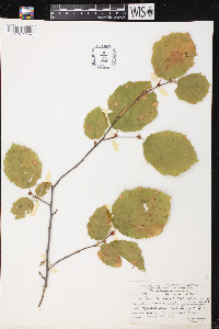 Corylus californica image