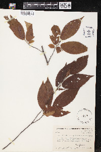 Ostrya virginiana subsp. guatemalensis image