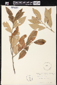 Castanea alnifolia image