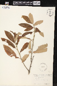 Castanea alnifolia image