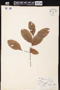 Castanea floridana image