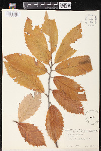 Castanea ozarkensis image