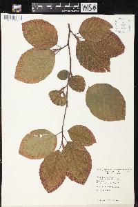 Fagus sylvatica var. atropunicea image