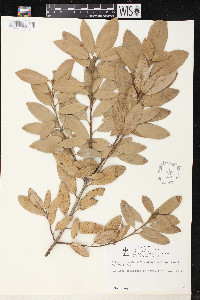 Lithocarpus densiflorus image