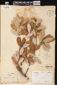 Lithocarpus densiflorus image