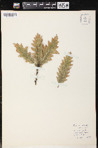 Quercus cerris image