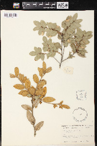 Quercus chrysolepis image