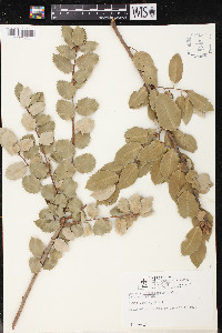 Quercus chrysolepis image