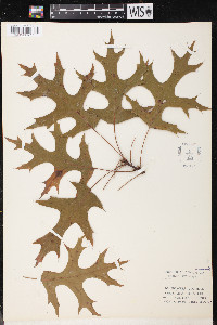 Quercus coccinea image