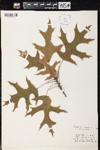 Quercus coccinea image