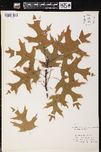 Quercus coccinea image