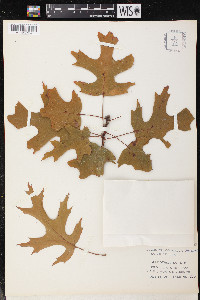 Quercus coccinea image