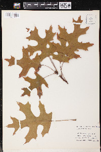 Quercus coccinea image
