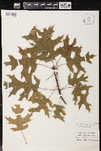 Quercus coccinea image