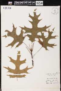 Quercus coccinea image