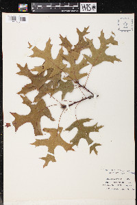 Quercus coccinea image