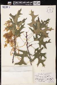 Quercus coccinea image