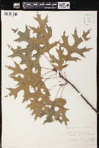 Quercus coccinea image