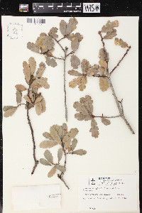 Quercus douglasii image