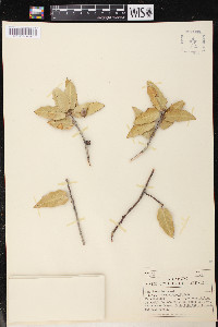 Quercus emoryi image