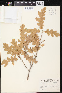 Quercus gambelii image