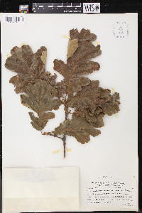 Quercus garryana image