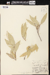 Quercus hypoleucoides image