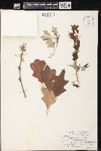 Quercus ilicifolia image