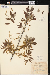 Quercus imbricaria image