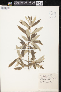 Quercus incana image