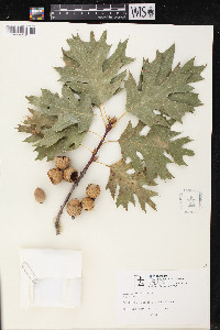 Quercus kelloggii image