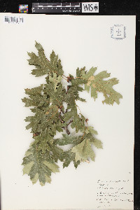 Quercus kelloggii image