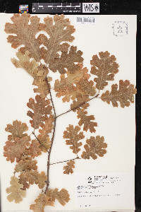 Quercus kelloggii image