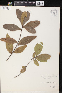 Quercus laurifolia image