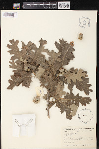 Quercus lobata image