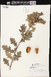 Quercus lobata image