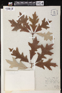 Quercus lyrata image